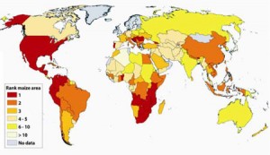 Figure 1. Relative rank of maize by area sown worldwide