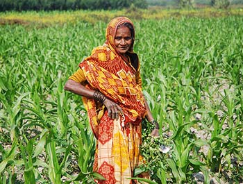 Heat stress in South Asia – MAIZE