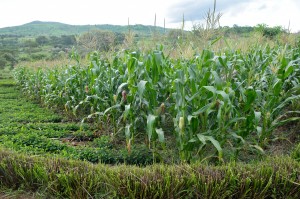 Farmer's field under conservation agriculture in Malawi