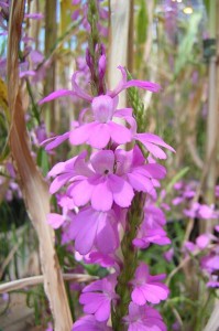 Striga (witchweed), a parasitic weed