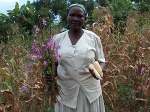 Striga damage - IITA