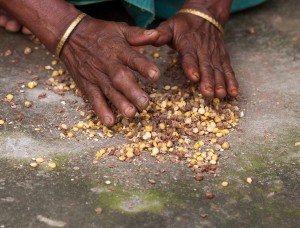 Preparing food with maize and chickpeas in Bangladesh