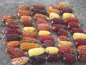 Purple maize varieties with high anthocyanin accumulation can have significant nutritional and economic value, but  cannot be identified using the R1-nj marker.