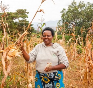 Sarah’s success with KDV4 drought-tolerant maize has paid off, and she’s harvested more despite the drought than she normally does even in good years. Photographer: CIMMYT/Brenda Wawa