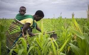 A woman farm worker carrying her baby on her back weeds maize for seed production. Credit: CIMMYT / Peter Lowe.