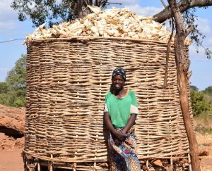 “With consistently impressive harvests thanks to DT maize varieties, I’m always assured that my family will have enough food, and I can earn a decent income from selling some grain,” said Piri, a smallholder farmer in Petauke District, Zambia. Photo: CIMMYT/Rodney Lunduka. 