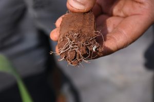 Striga at root, and germinating. Photo: K. Kaimenyi/CIMMYT