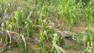 Striga flowered. Photo: J. Njeru/CIMMYT