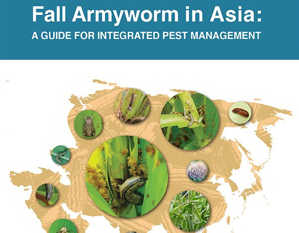 A New Tool To Strengthen The Fight Against Fall Armyworm In Asia – MAIZE